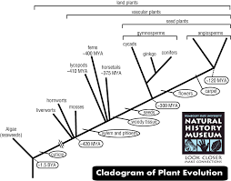 plant evolution cladogram