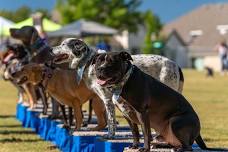 Pet Fest