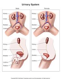 Pin On Pabcreatitus Kidney Stones