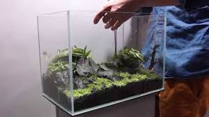 Криптокорина беккета петча (cryptocoryne beckettii 'petchii'). Pflanzen Setzen So Geht S