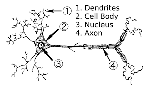 The nucleus is the largest cellular organelle in animals. Draw A Labelled Diagram Of The Neuron And Describe The Structure Of Neuron In Detail