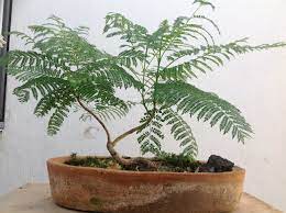 Jacaranda Bonsai Plants Bonsai Bonsai Tree