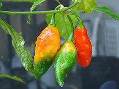 Check spelling or type a new query. Ghost Pepper Wikipedia