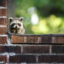 Check spelling or type a new query. How To Get Rid Of Raccoons Family Handyman