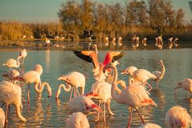 Mot magique, la camargue est le territoire où les hommes vivent avec les chevaux, les taureaux, les oiseaux, le ciel et l'eau. Le Plus Beau Coucher De Soleil De France Itinera Magica Com