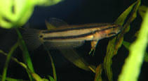 Betta macrostoma, often called brunei beauty is one of the most popular moutbrooding wild betta fish. Betta Macrostoma Spotfin Betta Aquarium