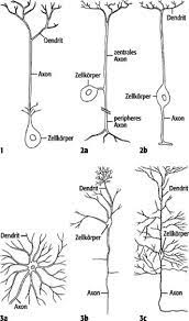 Wenn beide sehr ähnlich aufgebaut sind, wird auch von dendritischem bzw. Nervenzelle Lexikon Der Neurowissenschaft