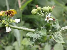 Image result for Solanum scabrum