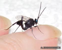 Image result for Entephria byssata