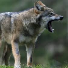 The smaller species is the red wolf, canis rufus. France S Love Hate Relationship With Wolves