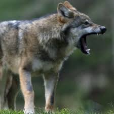 The lyrics to the single were previewed a day… France S Love Hate Relationship With Wolves