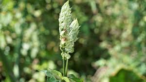 Image result for Justicia betonica