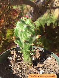 You can remove one without roots, but you cacti, just like succulents, are among the some of the easiest plants to root and propagate even for beginners. Plants Seedlings 10 Tall Lot Of 5 Opuntia Monacantha Joseph S Coat Cactus Cuttings No Roots Jumpland Com Au