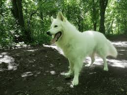Is White Swiss Shepherd Right Choice For You