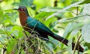 Suara burung cendet betina untuk merangsang cendet jantan agar rajin berkicau. Kadalan Birah Si Cantik Pemakan Serangga Besar Om Kicau
