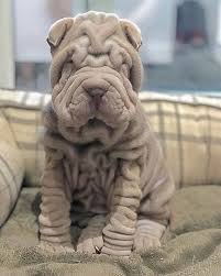 This breed needs early, consistent training from a master that exudes leadership. Shar Pei On Instagram Dylanthesharpei Sharpeilove Sharpeilovers Sharpeipuppy Sharpeiuk Sharpeiofthed Cute Dogs Cute Dogs And Puppies Wrinkly Dog