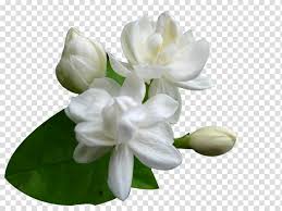 Jasmine White Transparent Background Png Cliparts Free Download Hiclipart ✓ free for commercial use ✓ high quality images. transparent background png cliparts