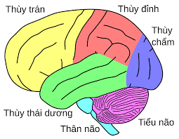 Tiểu não – Wikipedia tiếng Việt