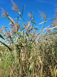 Image result for Phragmites australis