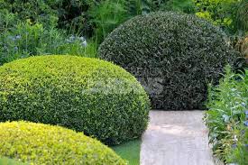 Un Jardin Design Qui Rappelle La Renaissance Italienne Jardins Amenagement Jardin Arbuste Persistant