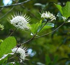 Image result for Ceropegia namuliensis