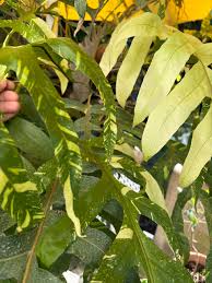 Image result for Drynaria