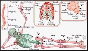 Rangka manusia merupakan menara tulang yang dipersatukan dengan sendi. Fungsi Rangka Siswapedia