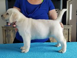 Dakota's puppies at 3 weeks old. Labrador Retriever Puppies For Sale Williams Az 193515