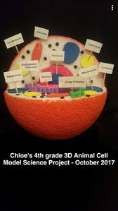 Maybe you would like to learn more about one of these? 41 Cell Model Ideas Cell Model Cells Project Animal Cell Project