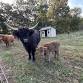 Nipetown Hollow Farm Highland Meet and Greet event in Martinsburg, WV
