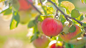 Wann ist die beste zeit einen obstbaum zu pflanzen? Apfelbaum Pflanzen So Funktioniert S Brigitte De