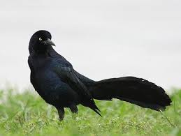 Black Bird With Long Tail Feathers In Texas Great Tailed Grackle Adult Male Large And Lanky Very Long Wedge Shaped Tail Often Folded Glossy Blue Black Overall Glowing Grackle Bird Species Bird Life List