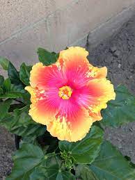 Bahama Bay Enlightenment Hibiscus From Bloomtastic Purchased At Home Depot Hibiscus Plant Hibiscus Tropical Flowers