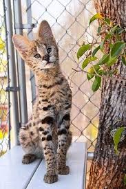 Found A New Way In The Future Pet African Serval Cat Gatos Animales Salvajes Mascotas