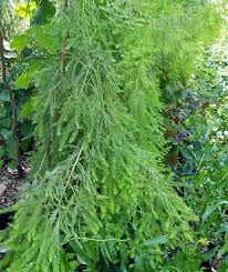 The bald cypress is a deciduous tree that grows best in wet/soggy conditions. Taxodium Distichum Falling Waters Weeping Bald Cypress For Sale