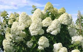 Like its progenitor, prime® offers a lavish display of greenish white panicle flowers that look cool in summer and shade pink in fall. Hydrangea Paniculata Limelight Rispen Hortensie