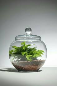 70 Nice Bonsai Terrarium In The Jars Ideas Bonsai Terrarium Jars Terrarium Jar Terrarium Terrarium Plants