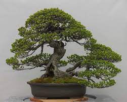 Mixing bonsai substrate, step by step. Care Guide For Pine Bonsai Species Pinus Bonsai Empire