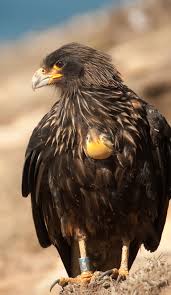 Striated Caracaras Are Fast Fliers And Can Reach Speeds In Excess Of 60 Km Per Hour Picture By Erwin Vermeulen Pet Birds Birds Of Prey Beautiful Birds