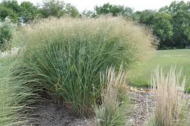 Panicum Virgatum Cloud Nine Proso 3965833164 Oficjalne Archiwum Allegro Ornamental Grasses Foliage Plants Perennial Grasses