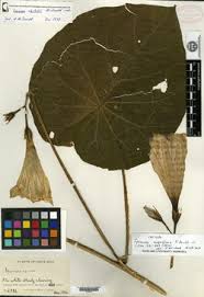 Image result for Ipomoea linosepala
