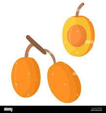 Image result for Ximenia