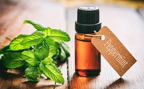 Whether you're dealing with outdoor bugs, household critters or rodents, peppermint oil's strong, potent and distinct aroma works great to get. Does Peppermint Oil Repel Mice