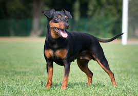 Image result for miniature pinscher