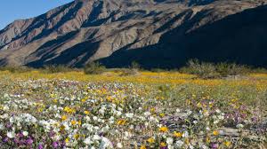 It is one of the hardiest coryphoideae palms, rated as hardy to usda hardiness zone 8. Record Wildflower Season Possible In Anza Borrego Desert Times Of San Diego