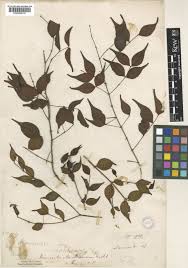 Image result for Lijndenia sp. cf barteri