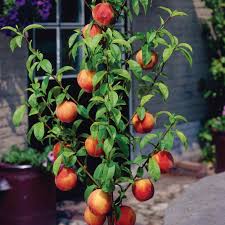 Maybe you would like to learn more about one of these? Bonanza Patio Peach Tree Ison S Nursery Vineyard