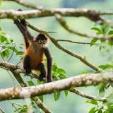 Image result for why is the spider monkey's fur course and stringy?