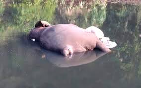 Elephant Who Died After Consuming 9 Feet Of Plastic Shows The Consequences Of Our Convenience Elephant Elephant Love Animals Wild