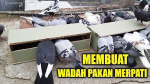 Maybe you would like to learn more about one of these? Tutorial Membuat Wadah Pakan Merpati Pigeon Feeding Box Youtube